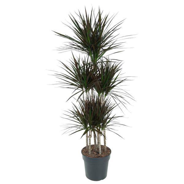 Drachenbaum Zimmerpflanze Ø31cm ↕150cm – pflegeleichte Grünpflanze für Wohnzimmer, Büro & helle Standorte kaufen – Plant
