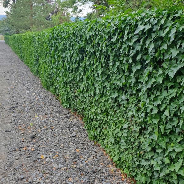 Großblättriger Irischer Efeu Hedera hibernica – Kletterpflanze & Bodendecker – Ø9cm – ↕10-25cm – pflegeleicht & robust – Plant