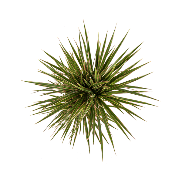 Drachenbaum – Dracaena Marginata Bicolor – Zimmerpflanze – Ø17cm – ↕60cm – Elegant & pflegeleicht – Plant