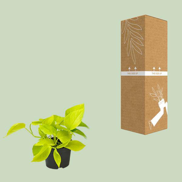 Efeutute Epipremnum Golden Pothos – Ø12cm x H15cm – Herzförmige Blätter mit goldgelber Zeichnung – Pflegeleichte Zimmerpflanze – Für Halbschatten – Plant