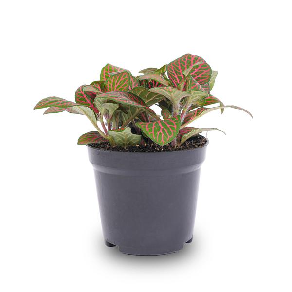 Fittonia Rot – Mosaikpflanze – Zimmerpflanze – Terrarienpflanze – Ø9cm – Tropische Pflanze mit roten & grünen Blättern – Plant