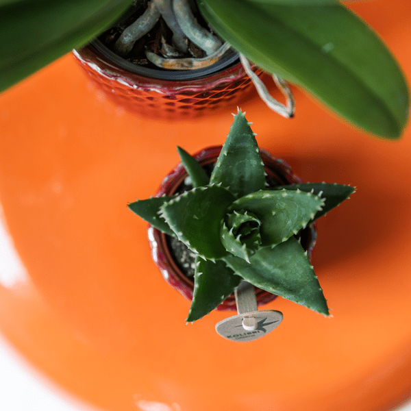 Diamant Perle Dekotopf – Rot – Ø6cm – Keramik Blumentopf mit edlem Glanz – Pflanztopf im modernen Design – Plant