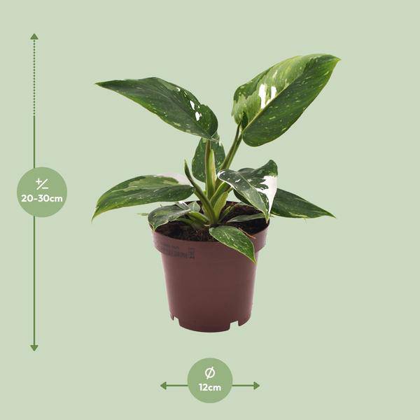 Philodendron White Princess Zimmerpflanze Ø12cm ↕25cm – pflegeleichte Grünpflanze für Wohnzimmer, Büro & helle Standorte kaufen – Plant