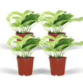 Efeutute Epipremnum Marble Queen Zimmerpflanze Ø12cm – pflegeleichte Grünpflanze für Wohnzimmer, Büro & helle Standorte kaufen – Plant