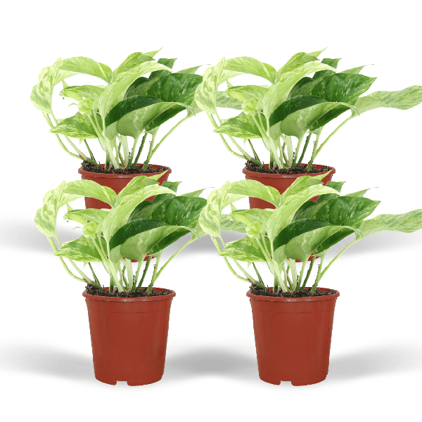 Efeutute Epipremnum Marble Queen Zimmerpflanze Ø12cm – pflegeleichte Grünpflanze für Wohnzimmer, Büro & helle Standorte kaufen – Plant