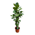 Geigen – Feige – Ficus Lyrata – Zimmerpflanze 200cm – Ø40cm – XXL – Designpflanze mit großen geigenförmigen Blättern – Pflegeleicht – Plant
