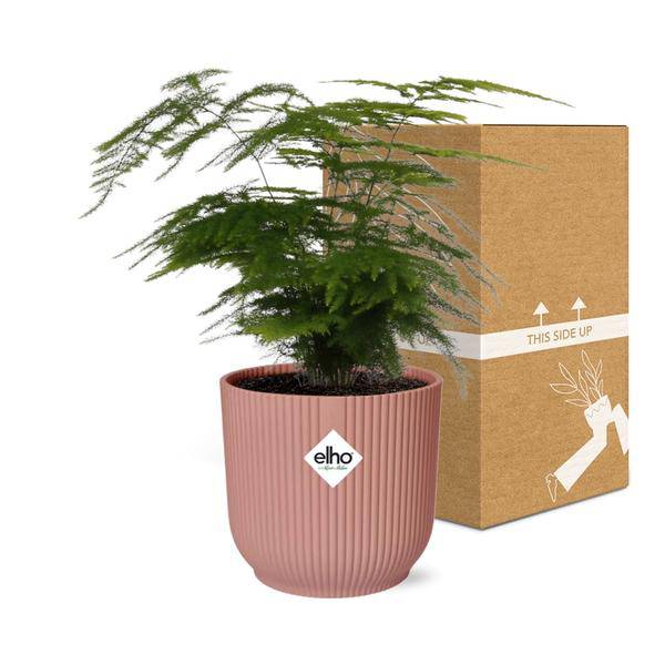 Feder – Spargel Asparagus Setaceus Plumosus Zimmerpflanze Ø12cm Ø14cm – pflegeleichte Grünpflanze für Wohnzimmer, Büro & helle Standorte kaufen – Plant