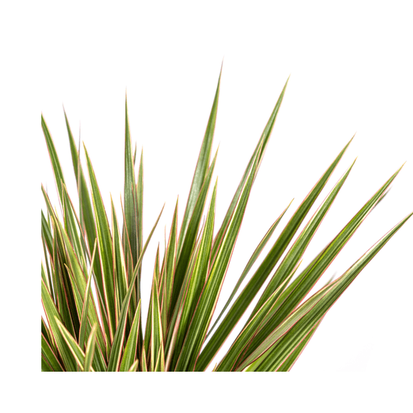 Drachenbaum – Dracaena Marginata Bicolor – Zimmerpflanze – Ø17cm – ↕60cm – Elegant & pflegeleicht – Plant