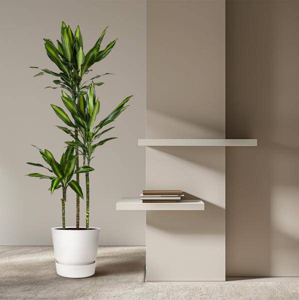 Drachenbaum Zimmerpflanze Ø24cm ↕160cm – pflegeleichte Grünpflanze für Wohnzimmer, Büro & helle Standorte kaufen – Plant