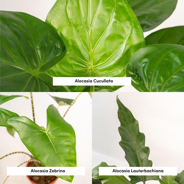 Alocasia Set Zebrina Ø19cm ↕75cm + Cucullata Ø19cm ↕60cm + Lauterbachiana Ø19cm ↕75cm – Tropische Zimmerpflanzen im 3er Set – Plant