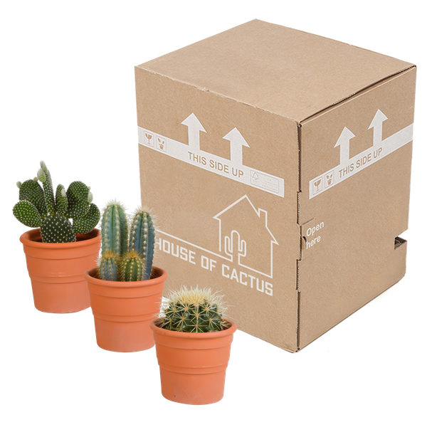 Sukkulenten & Kakteen Mix 3 Pflanzen Ø10,5cm – pflegeleichtes Pflanzen Set für Urban Jungle, Fensterbank, Wohnzimmer & Büro – Plant