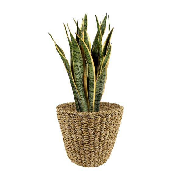 Blumentopf Braun Korb ↕23cm – moderner Pflanztopf für Zimmerpflanzen, Sukkulenten, Kakteen & Kräuter – Plant