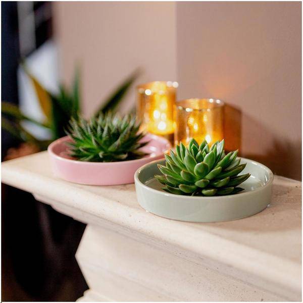 Sukkulente – Echeveria pulidonis Rootless – Ø20cm Schale Grün – Zimmerpflanze ohne Wurzeln – Pflegeleichte Schnitt – Plant