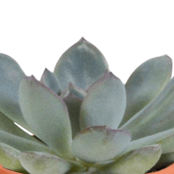 Sukkulenten & Kakteen Mix 15 Pflanzen Ø5,5cm – pflegeleichtes Pflanzen Set für Urban Jungle, Fensterbank, Wohnzimmer & Büro – Plant