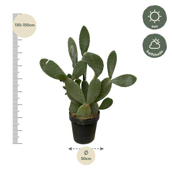 Opuntia Ficus Indica – Feigenkaktus – Große Zimmer – & Gartenpflanze – ↕140cm – Ø50cm – Pflegeleichter Kaktus mit gelben Blüten – Plant