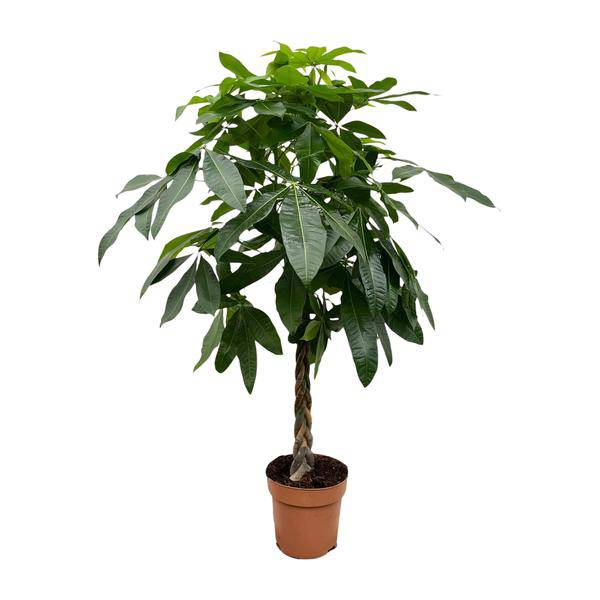 Glückskastanie – Pachira Aquatica – 150cm hoch – Ø27cm – Geldbaum als Zimmerpflanze – Luftreinigend & pflegeleicht – Ideal für Zimmer & Büro – Plant