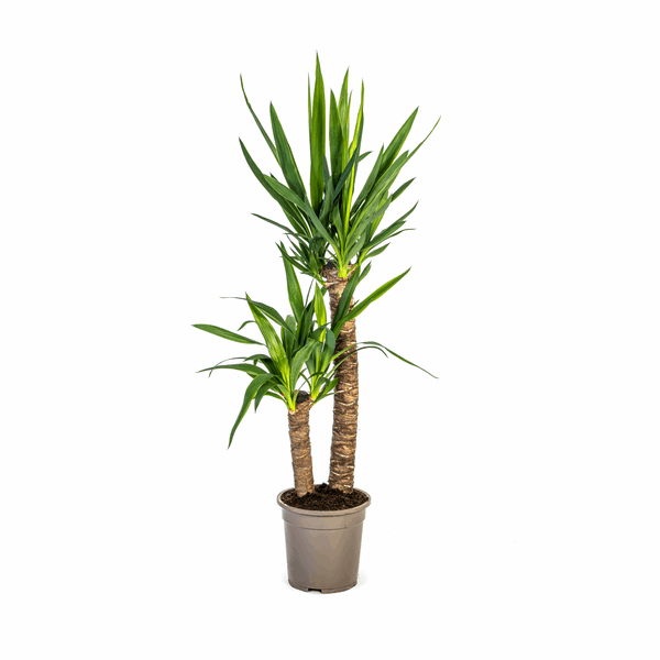 Yucca Elephantipes – Riesen – Palmlilie – Zimmerpflanze Ø19cm ↕70-90cm – Robust & pflegeleicht – Exotisch & dekorativ – Plant