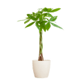 Pachira Aquatica Geldbaum Glückskastanie ca. 80cm mit geflochtenem Stamm im weißen Viber Biotopf Ø21cm – Zimmerpflanze für Wohnung Büro Wohnzimmer – Plant