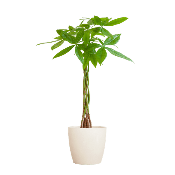 Pachira Aquatica Geldbaum Glückskastanie ca. 80cm mit geflochtenem Stamm im weißen Viber Biotopf Ø21cm – Zimmerpflanze für Wohnung Büro Wohnzimmer – Plant