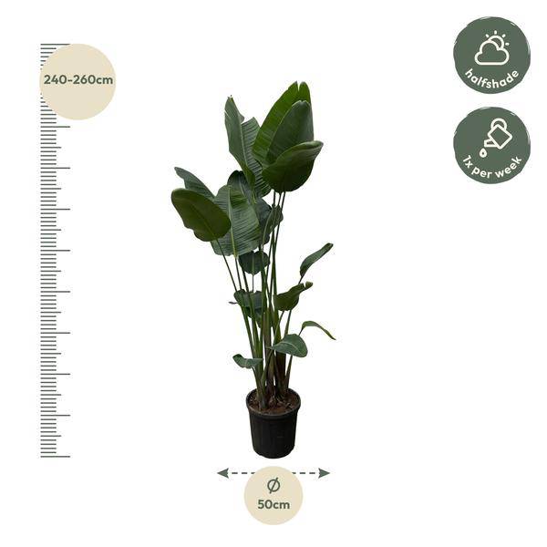 Strelitzia Nicolai – Baumstrelitzie – Zimmerpflanze 250cm – Ø50cm – Weißer Paradiesvogel mit großen grünen Blättern – Exotische Zimmer – Plant