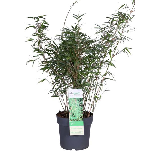 Schirmbambus Fargesia rufa Ø23cm ↕80cm – hochwertiges Produkt für Pflanzen, Garten, Zuhause, Dekoration & moderne Einrichtung – Plant