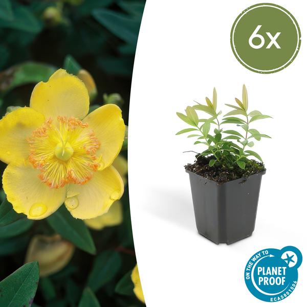 Hypericum calycinum – Großkelchiges Johanniskraut – ↕10-25cm – Ø9cm – Bodendecker & Blühpflanze – Pflegeleicht & sonnig – Plant