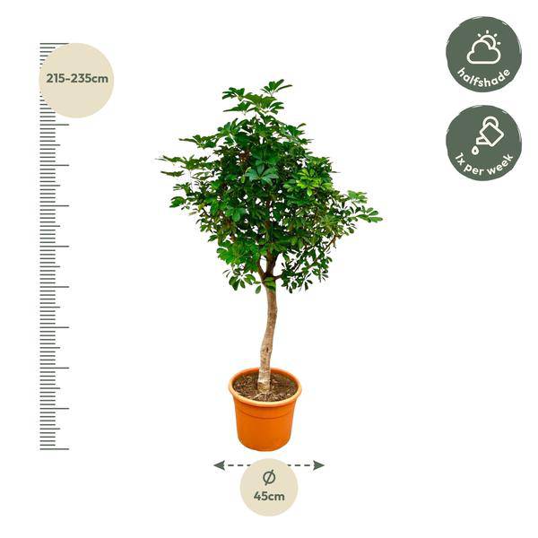 Strahlenaralie – Schefflera auf Stiel – Zimmerpflanze 210cm – Ø45cm – Immergrüne XXL – Grünpflanze mit handförmigen Blättern – Pflegeleicht – Plant