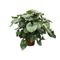 Herzblatt Homalomena Rubescens Maggy Zimmerpflanze Ø60cm ↕170cm – pflegeleichte Grünpflanze für Wohnzimmer, Büro & helle Standorte kaufen – Plant