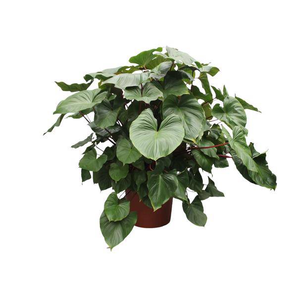Herzblatt Homalomena Rubescens Maggy Zimmerpflanze Ø60cm ↕170cm – pflegeleichte Grünpflanze für Wohnzimmer, Büro & helle Standorte kaufen – Plant