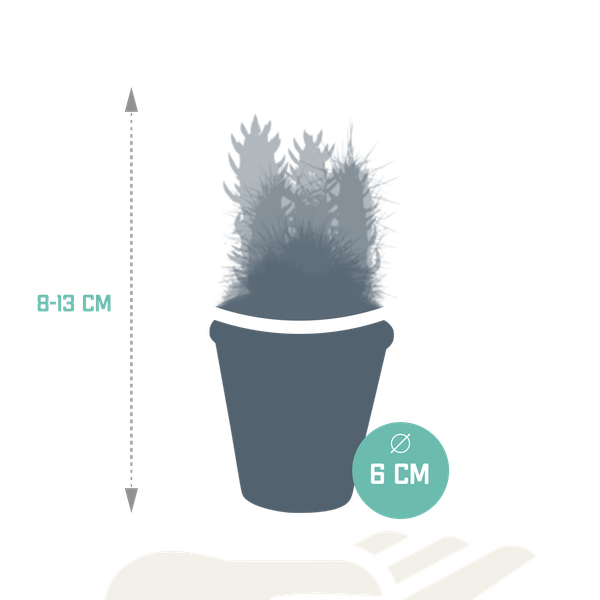 Sukkulenten & Kakteen Mix 5 Pflanzen Ø5,5cm – pflegeleichtes Pflanzen Set für Urban Jungle, Fensterbank, Wohnzimmer & Büro – Plant