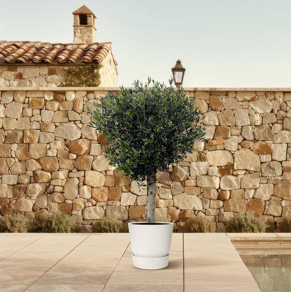 Olivenbaum – Olea Europaea Lorc 180cm – Ø50cm – Mediterrane Kübelpflanze mit silbergrünen Blättern – Pflegeleicht – Plant