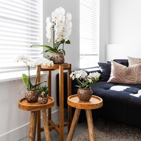 Safari Topf – Dekorativer Keramiktopf – Handgefertigter Blumentopf – Stilvolles Pflanzgefäß für Zimmerpflanzen – Ø12cm – Plant