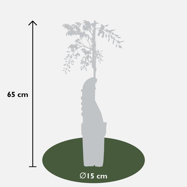 Chinesischer Duft – Blauregen Wisteria sinensis ‘Caroline’ Gartenpflanze Ø15cm ↕65cm – winterharte Pflanze für Garten, Balkon, Terrasse, Kübel – Plant