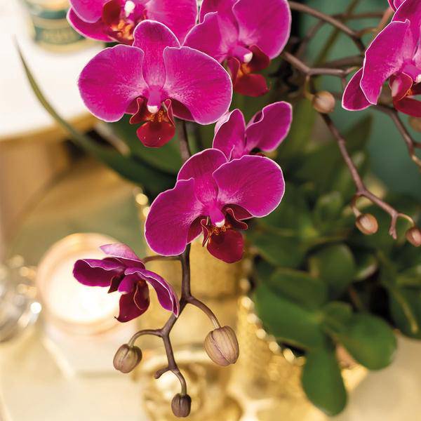 Phalaenopsis – Orchidee – Morelia – Fliederfarben – Ø9cm – ca. 35cm hoch – Inkl. goldener Diamond – Ziertopf – Blühende Zimmerpflanze mit 2-3 Zweigen – Plant
