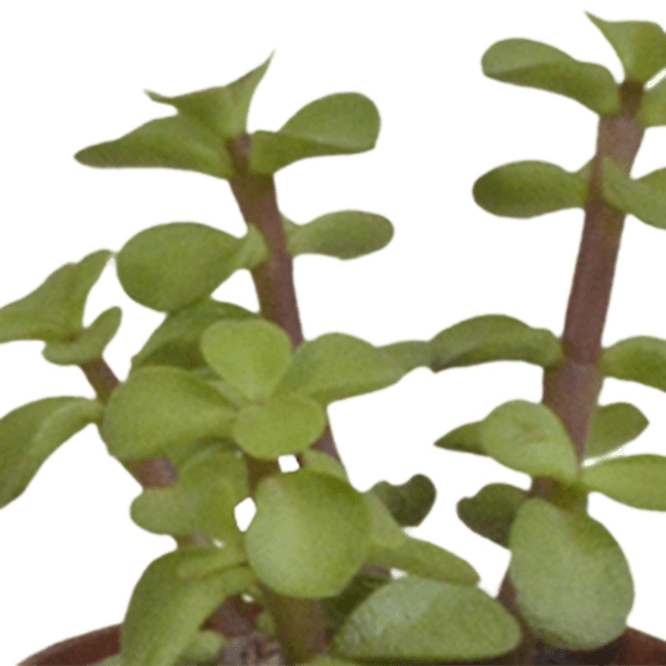 Sukkulenten Mix – Ø5,5cm – Bunte Zimmerpflanzen Mischung – Pflegeleichte & dekorative Mini Sukkulenten direkt vom Züchter – Plant