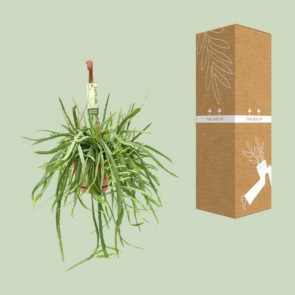 Blattkaktus Lepismium Bolivianum – Ø17cm – ↕55cm – Pflegeleichte Zimmerpflanze mit hängenden Trieben – Plant