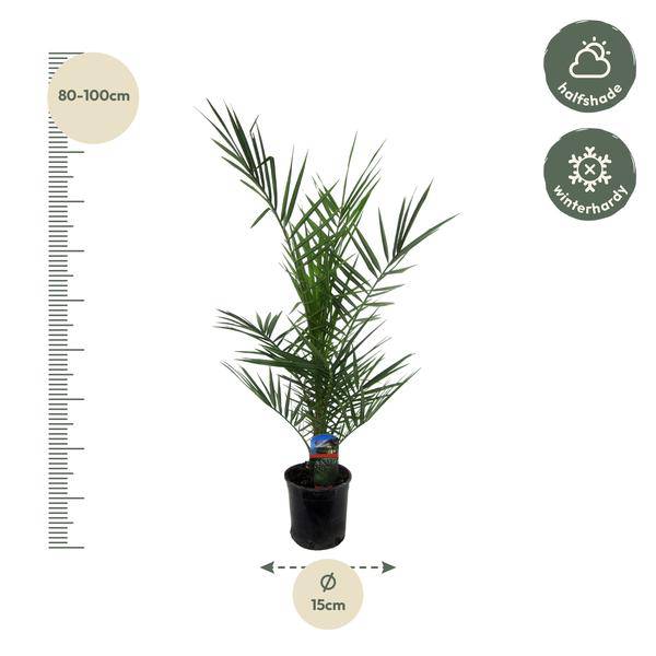 Phoenix Canariensis – Kanarische Dattelpalme – Exotische Zimmer – und Kübelpflanze – Palme für Garten, Terrasse & Wohnung – Ø15cm – ↕80cm – Plant