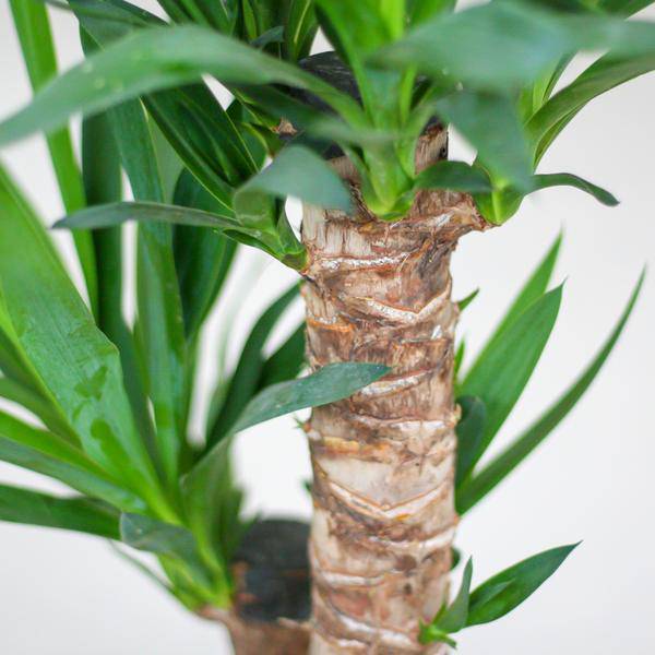 Yucca Elephantipes – Riesen – Palmlilie – Zimmerpflanze – ca. 90cm hoch – Ø21cm – In Übertopf Viber Weiß – Pflegeleicht & nachhaltig – Plant