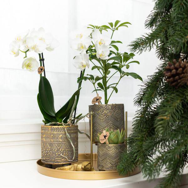 Goldener Metall – Pflanzenständer Ø12cm – Moderner Pflanzenhalter – Verstellbare Erhöhung 7,5cm/11cm – Edle Deko für Zimmerpflanzen – Plant