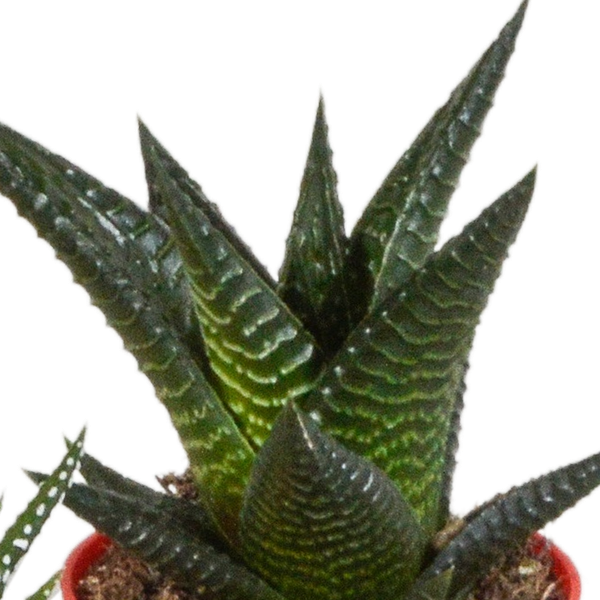 Sukkulenten Mix Gasteria & Haworthia – 5 Pflanzen – Ø5,5cm Zimmerpflanzen im Kunststofftopf mit Holzbeinen – Verschiedene Mini – Sukkulenten – Plant