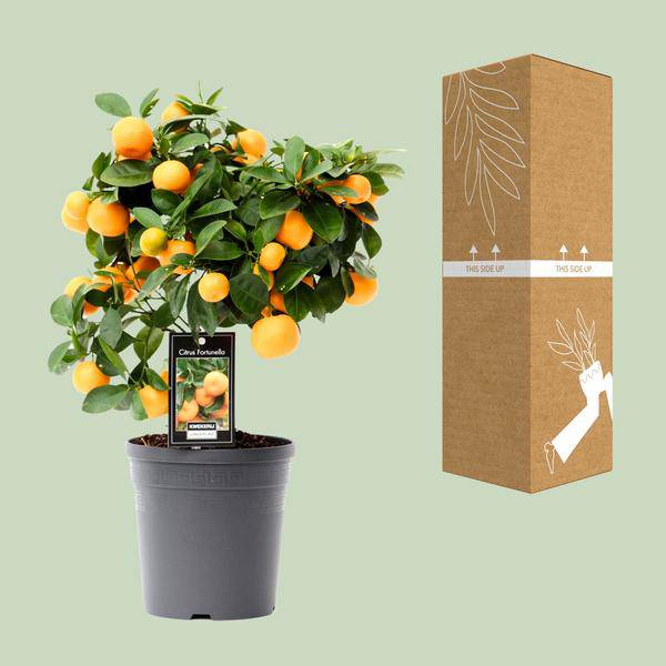 Orangenbaum Citrus Calamondin Zimmerpflanze Ø15cm ↕40cm – pflegeleichte Grünpflanze für Wohnzimmer, Büro & helle Standorte kaufen – Plant