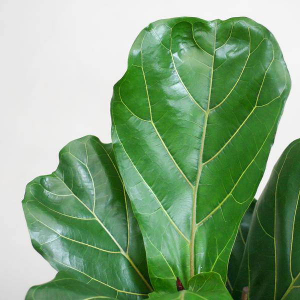 Ficus Lyrata – Geigen – Feige – Zimmerpflanze ↕80cm – Ø21cm – große Blätter – inklusive nachhaltigem Viber Topf Weiß – Plant