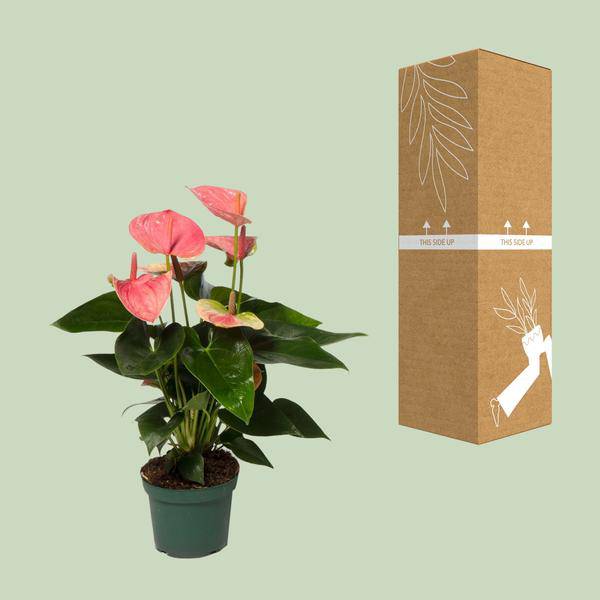 Flamingoblume Anthurium Sweet Dream Zimmerpflanze Ø12cm ↕35cm – pflegeleichte Grünpflanze für Wohnzimmer, Büro & helle Standorte kaufen – Plant