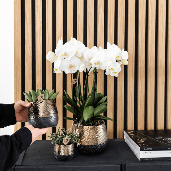 Orchidee Gent Weiß – 4er Set – Zimmerpflanzen mit weißen Blüten – Ø12cm – Frisch vom Bauern – Langlebige Blüte – Elegante Wohnraum-Deko – Plant