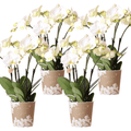 Orchidee Gent Weiß – 4er Set – Zimmerpflanzen mit weißen Blüten – Ø12cm – Frisch vom Bauern – Langlebige Blüte – Elegante Wohnraum-Deko – Plant
