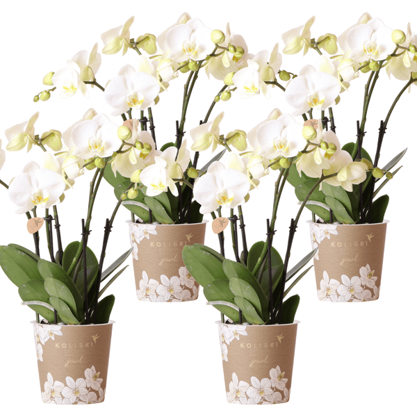 Orchidee Gent Weiß – 4er Set – Zimmerpflanzen mit weißen Blüten – Ø12cm – Frisch vom Bauern – Langlebige Blüte – Elegante Wohnraum-Deko – Plant
