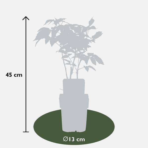 Himbeere Rubus idaeus 'Malling Promise' – Selbstbestäubende Sommer-Himbeere – 100% biologisch – Ø13cm – ca. 45cm Höhe – Leckere rote Früchte – Plant