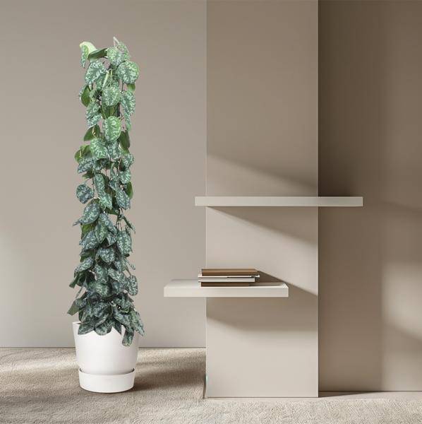 Efeutute Scindapsus Pictus Trebie Zimmerpflanze Ø27cm ↕160cm – pflegeleichte Grünpflanze für Wohnzimmer, Büro & helle Standorte kaufen – Plant