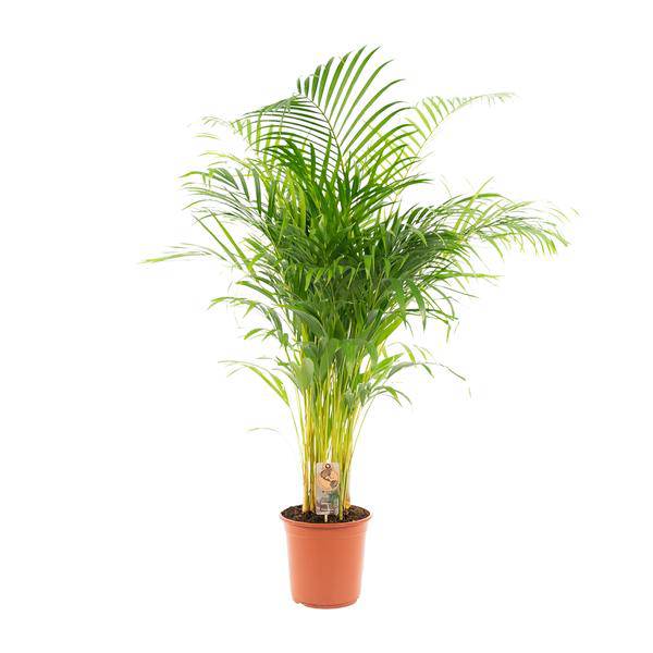 Areca – Palme – Betelpalme Dypsis lutescens – Ø24cm – 130cm Höhe – Luftreinigende Goldfruchtpalme – Tropische Zimmerpflanze für gesundes Raumklima – Plant