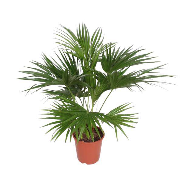 Chinesische Schirmpalme – Livistona Chinensis – Zimmerpflanze – 170cm – Ø27cm – pflegeleichte tropische Fächerpalme für Innen und Außen – Plant